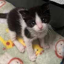 Thumbnail photo of Magee (In Foster) #2