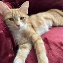 Thumbnail photo of Mrs. Maisel aka Midge #1