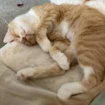 Thumbnail photo of Mrs. Maisel aka Midge #2