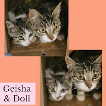 Thumbnail photo of Doll #2