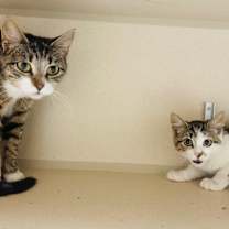 Thumbnail photo of Doll #3