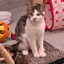 Thumbnail photo of Doll #4