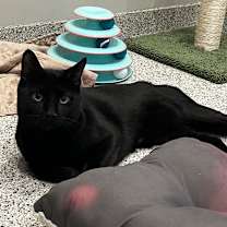 adopt-pet
