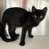 Thumbnail photo of Garnet #3