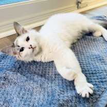 Thumbnail photo of Brandy #1