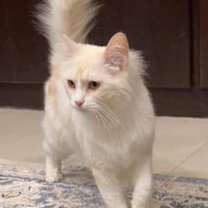 adopt-pet