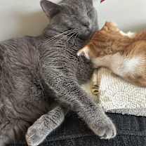 Thumbnail photo of Christian Gray #2