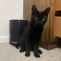 Thumbnail photo of Chrysler (25-201 C) #1