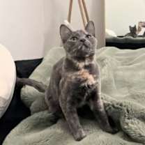 Thumbnail photo of Amber #1