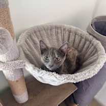 Thumbnail photo of Amber #2