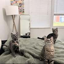 Thumbnail photo of Amber #3