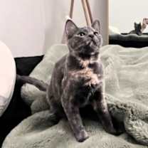 Thumbnail photo of Amber #4