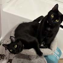 Thumbnail photo of Smudge #4