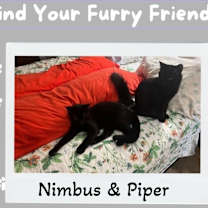 Thumbnail photo of Nimbus & Piper - Dream Kitties #1