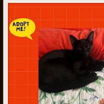 Thumbnail photo of Nimbus & Piper - Dream Kitties #2