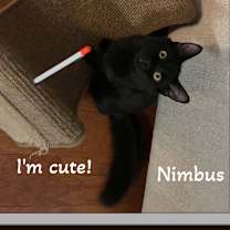 Thumbnail photo of Nimbus & Piper - Dream Kitties #4