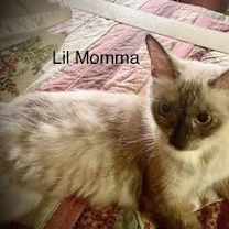 Thumbnail photo of Lil Momma #1