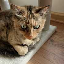 Thumbnail photo of Monkey #1