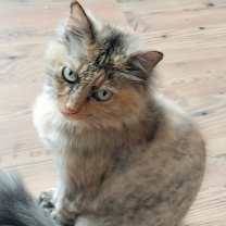 Thumbnail photo of Monkey #2