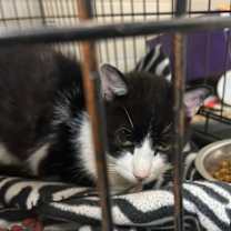 Thumbnail photo of Jordy #2