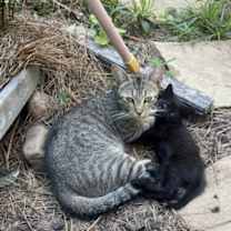 Thumbnail photo of Stripey #1