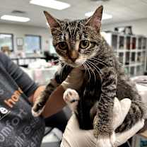 Thumbnail photo of Robin #3