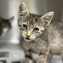 Thumbnail photo of Rayne #2