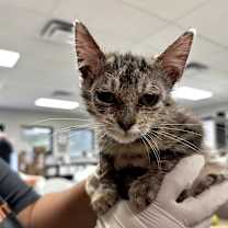 Thumbnail photo of Rayne #3