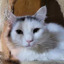 Thumbnail photo of Olivia #4