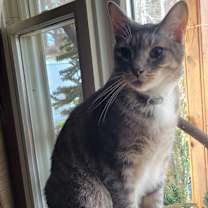 Thumbnail photo of Silver #1