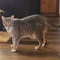 Thumbnail photo of Silver #2