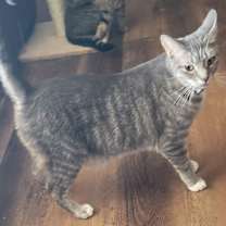 Thumbnail photo of Silver #3