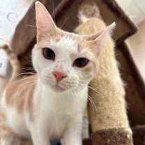 Thumbnail photo of Snickers #1