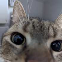 Thumbnail photo of Hemi #3