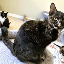 Thumbnail photo of Jezabel #3