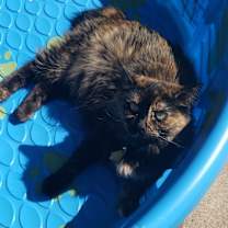 Thumbnail photo of Monkey #4