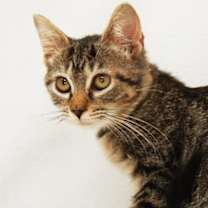 Thumbnail photo of Northern Dancer #2