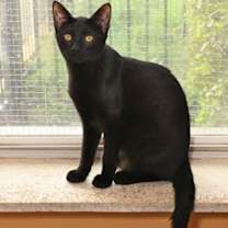 Thumbnail photo of Honey #1