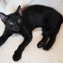 Thumbnail photo of Meemo #2