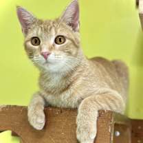 Thumbnail photo of Goldeen #1