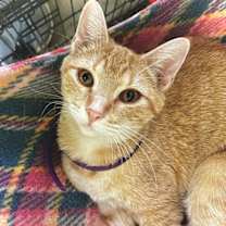 Thumbnail photo of Goldeen #2