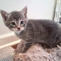 Thumbnail photo of Haggard #1