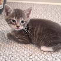 Thumbnail photo of Haggard #2