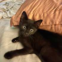 Thumbnail photo of Cheese Wiz #2