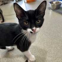 Thumbnail photo of Marvel #2