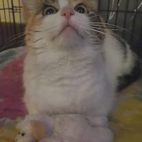 Thumbnail photo of Mattie #4