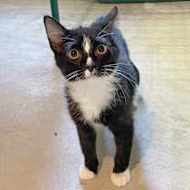 Thumbnail photo of Thunderbolt #1