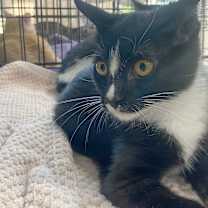 Thumbnail photo of Thunderbolt #2