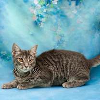 Thumbnail photo of Shy Anne #1