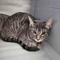 Thumbnail photo of Shy Anne #2